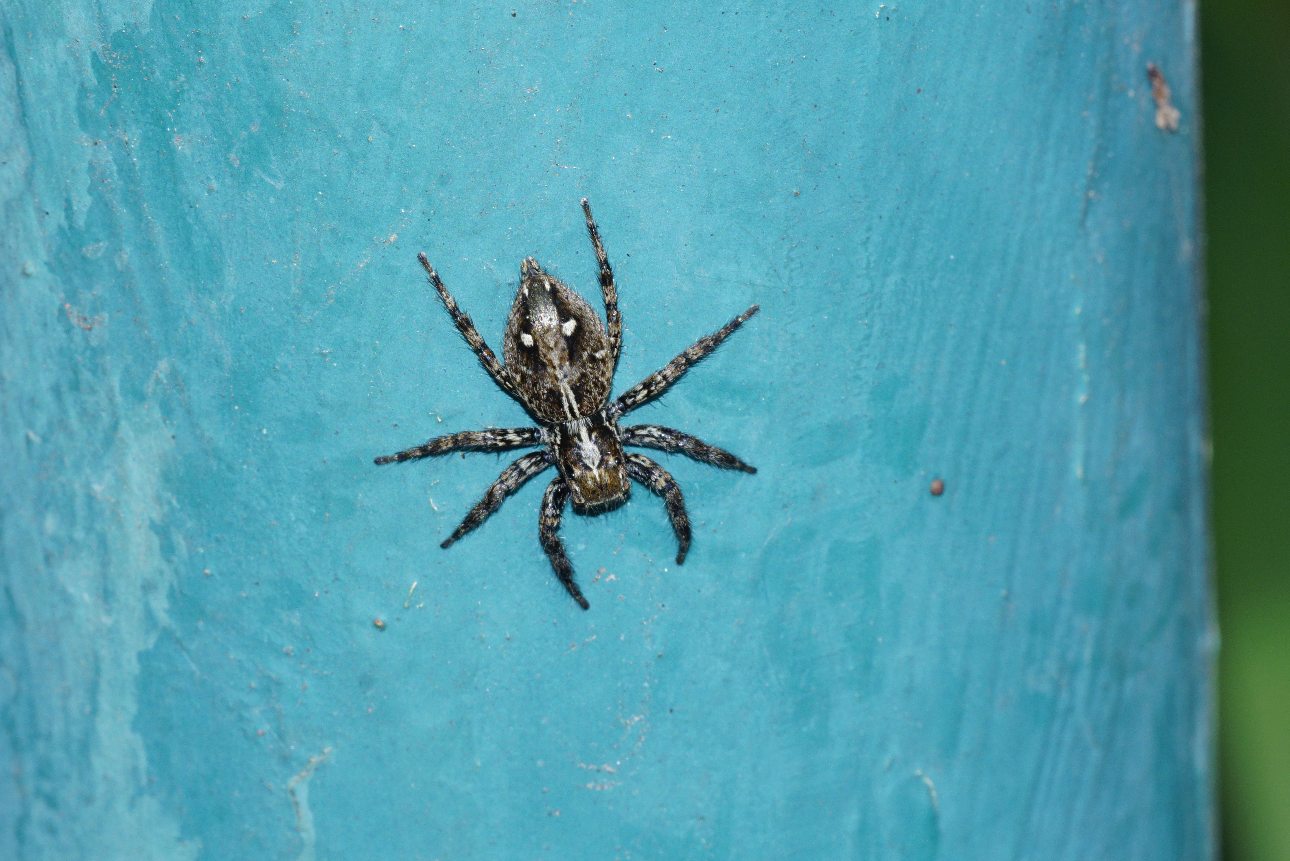 Plexippus sp 8369