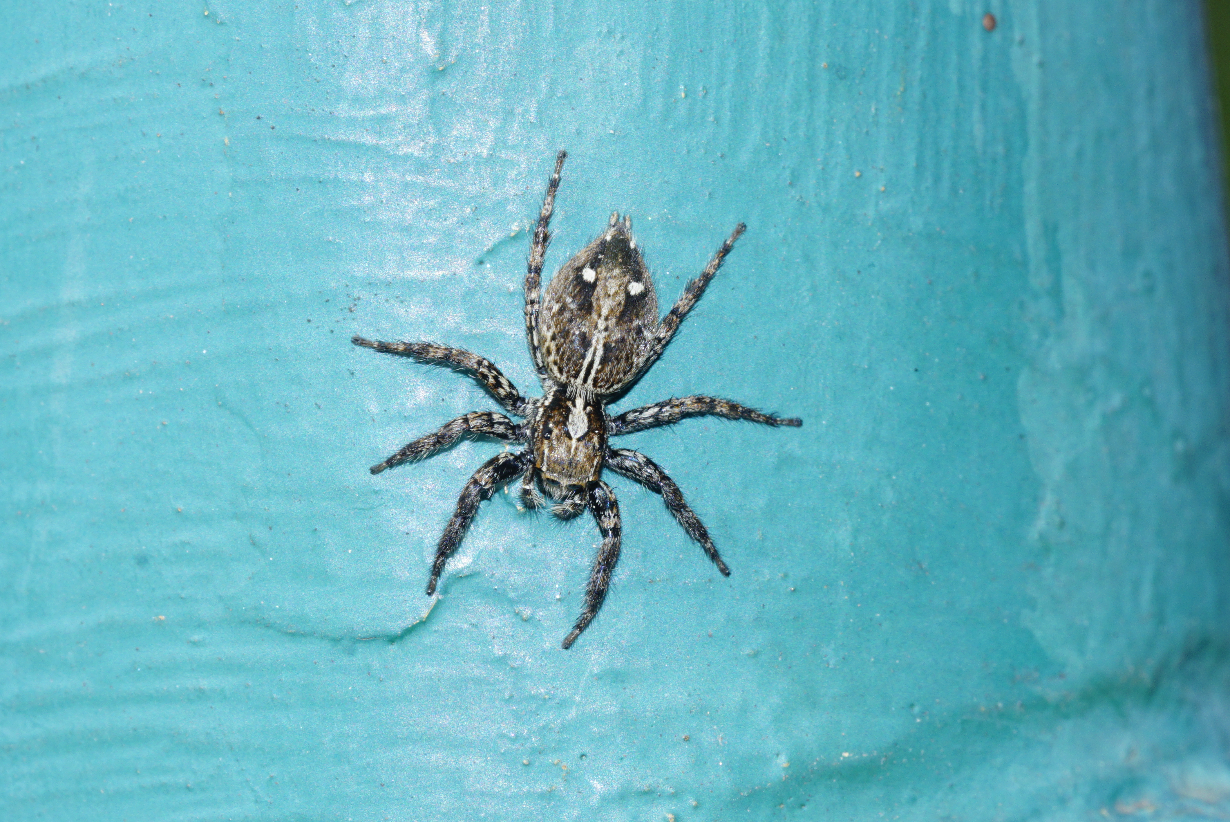 Plexippus sp 8373