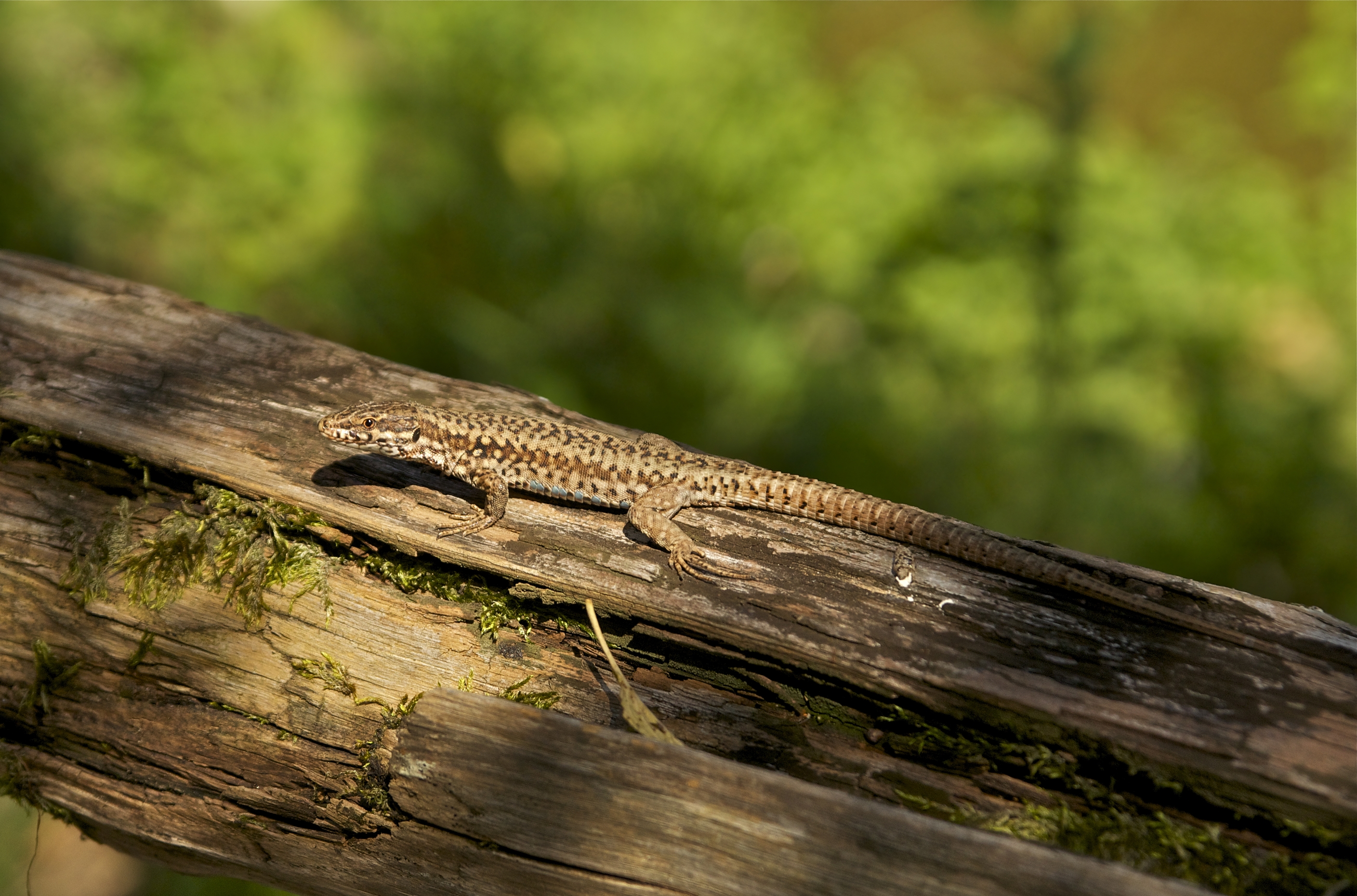 Podarcis muralis Moulin-Haut