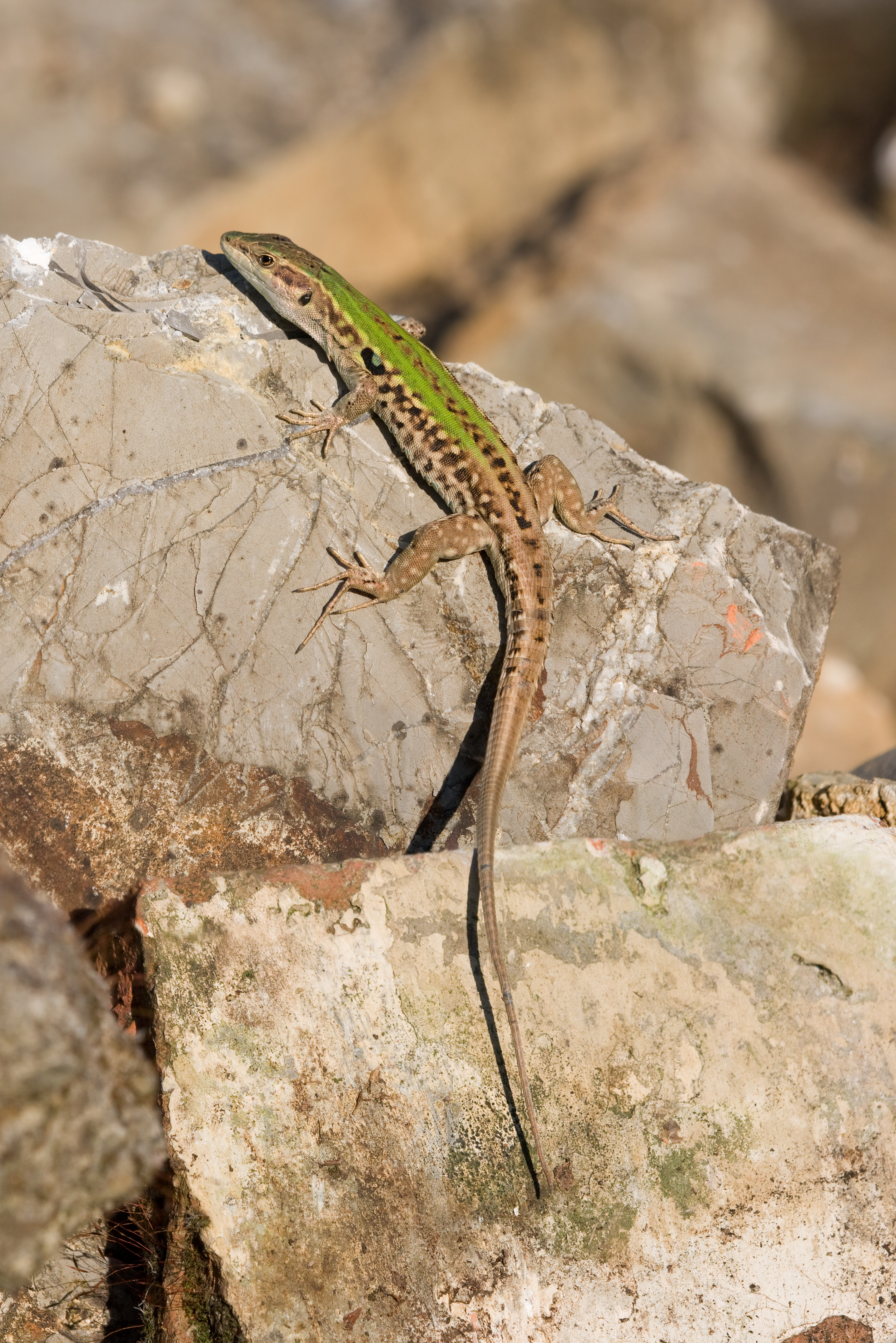 Podarcis sicula rb