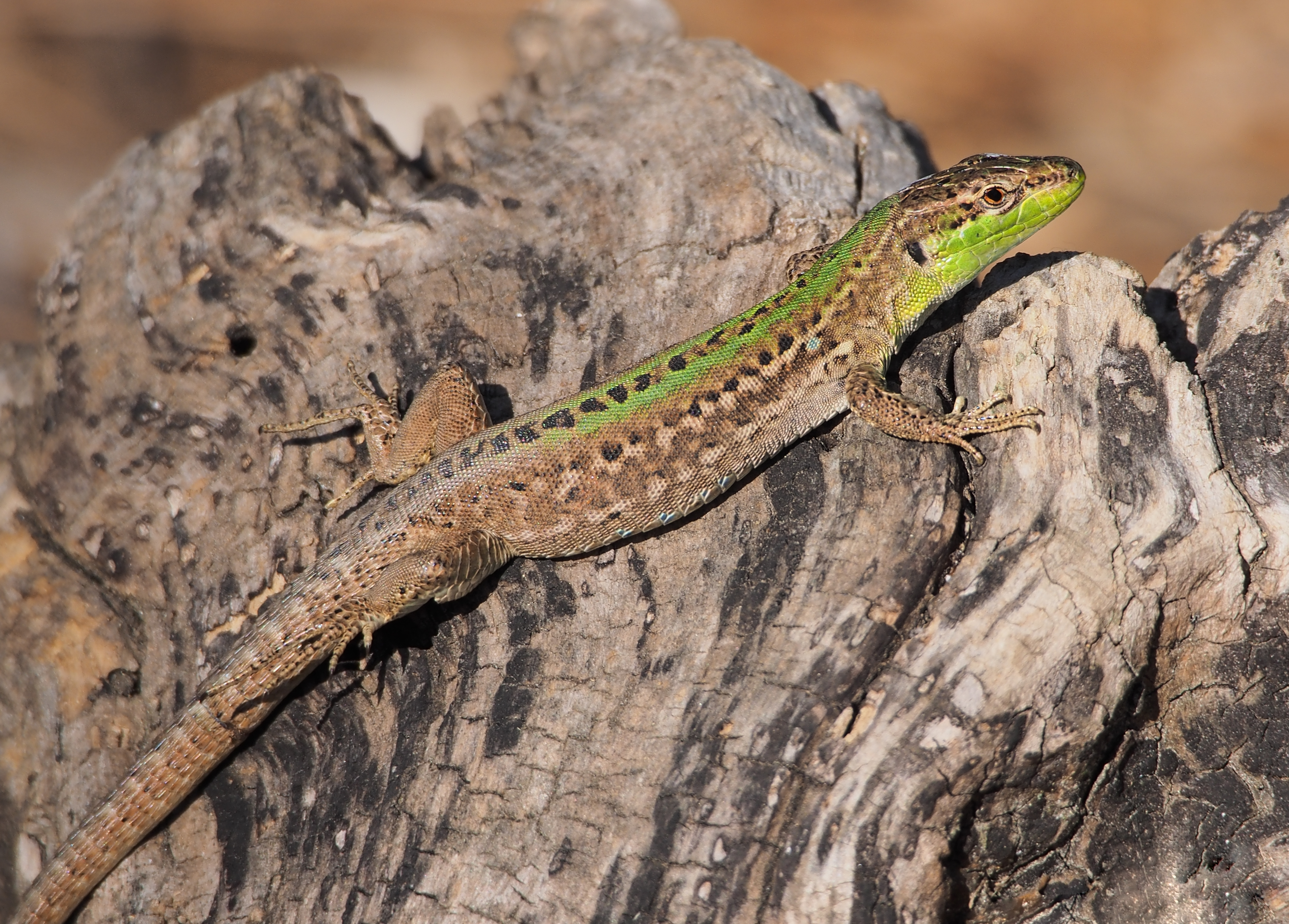 Podarcis sicula taking morning sunbath (Italian wall lizard)