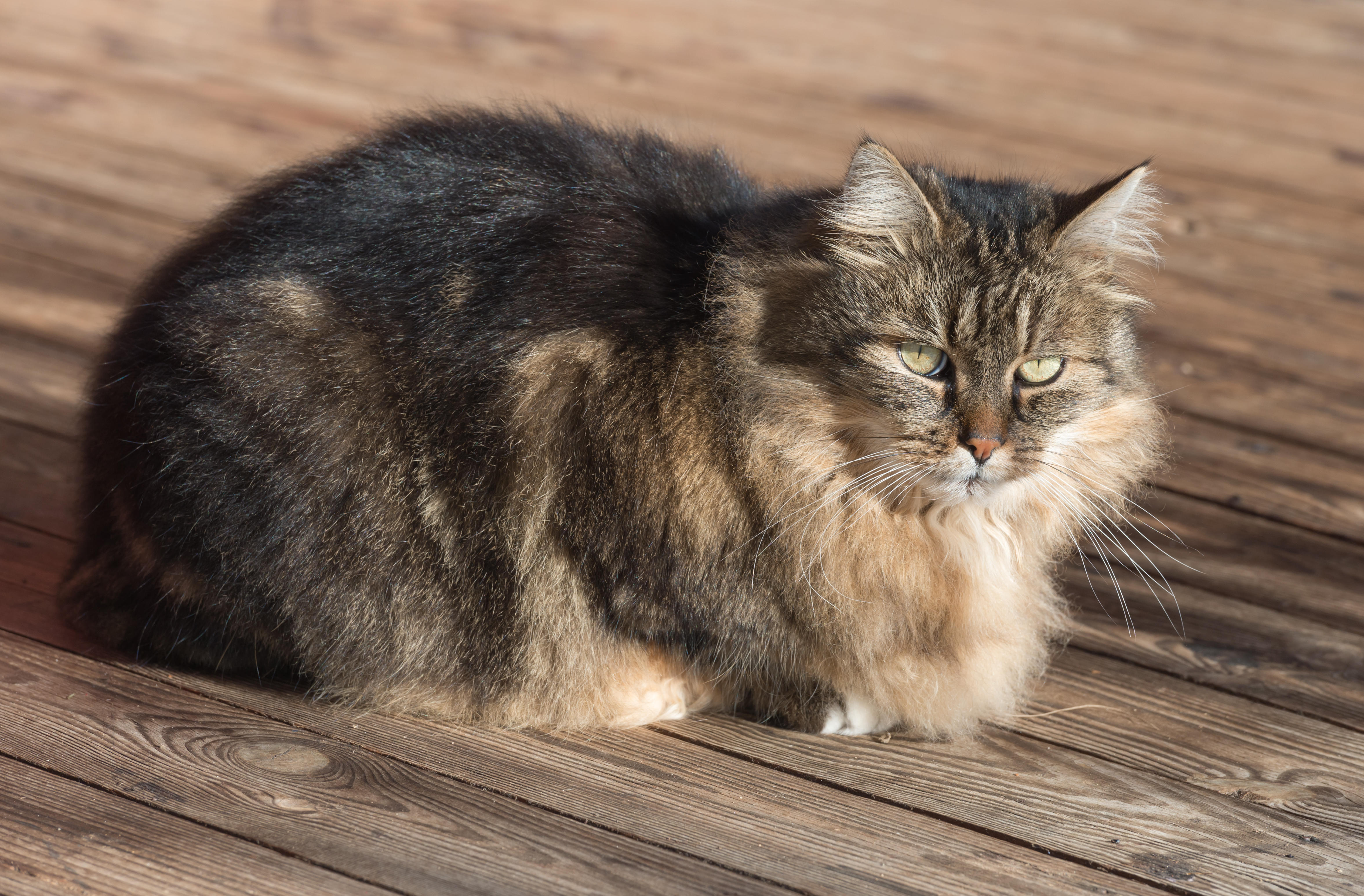 Poertschach Langhaar getigerte Katze Carlo 17122015 2542