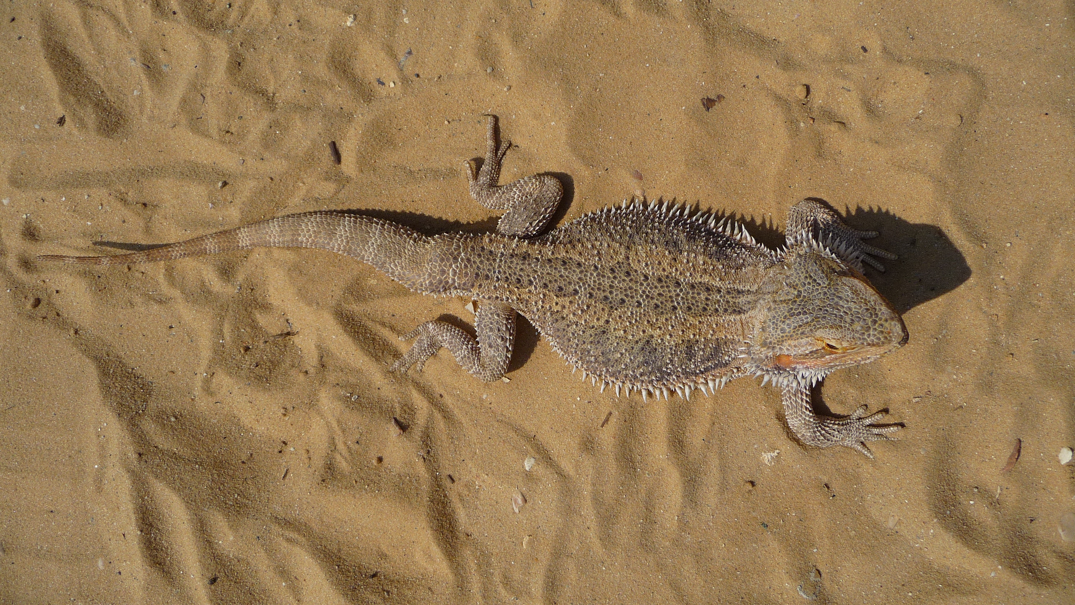 Pogona vitticeps 2009 G1