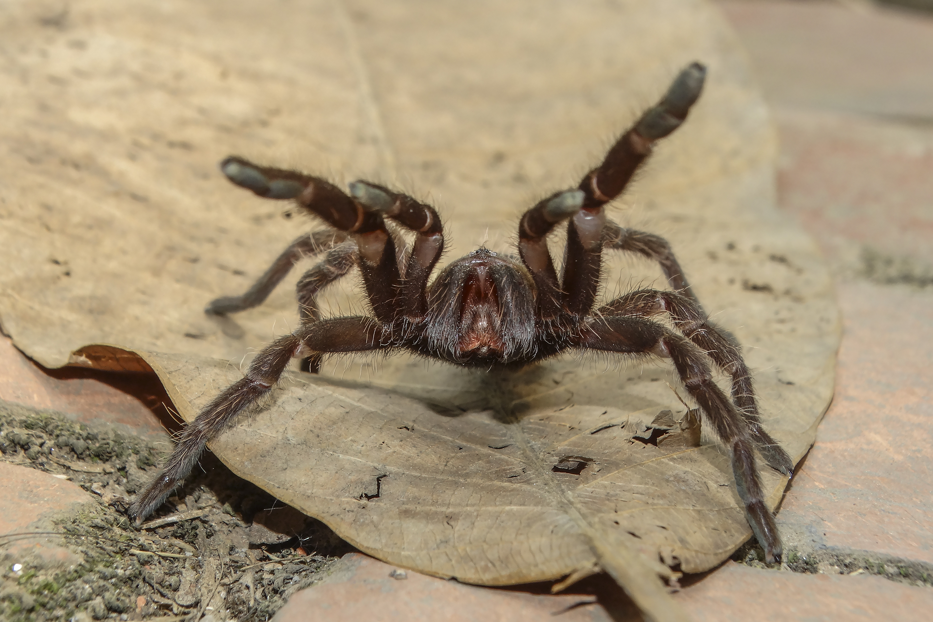 Poisonous spider