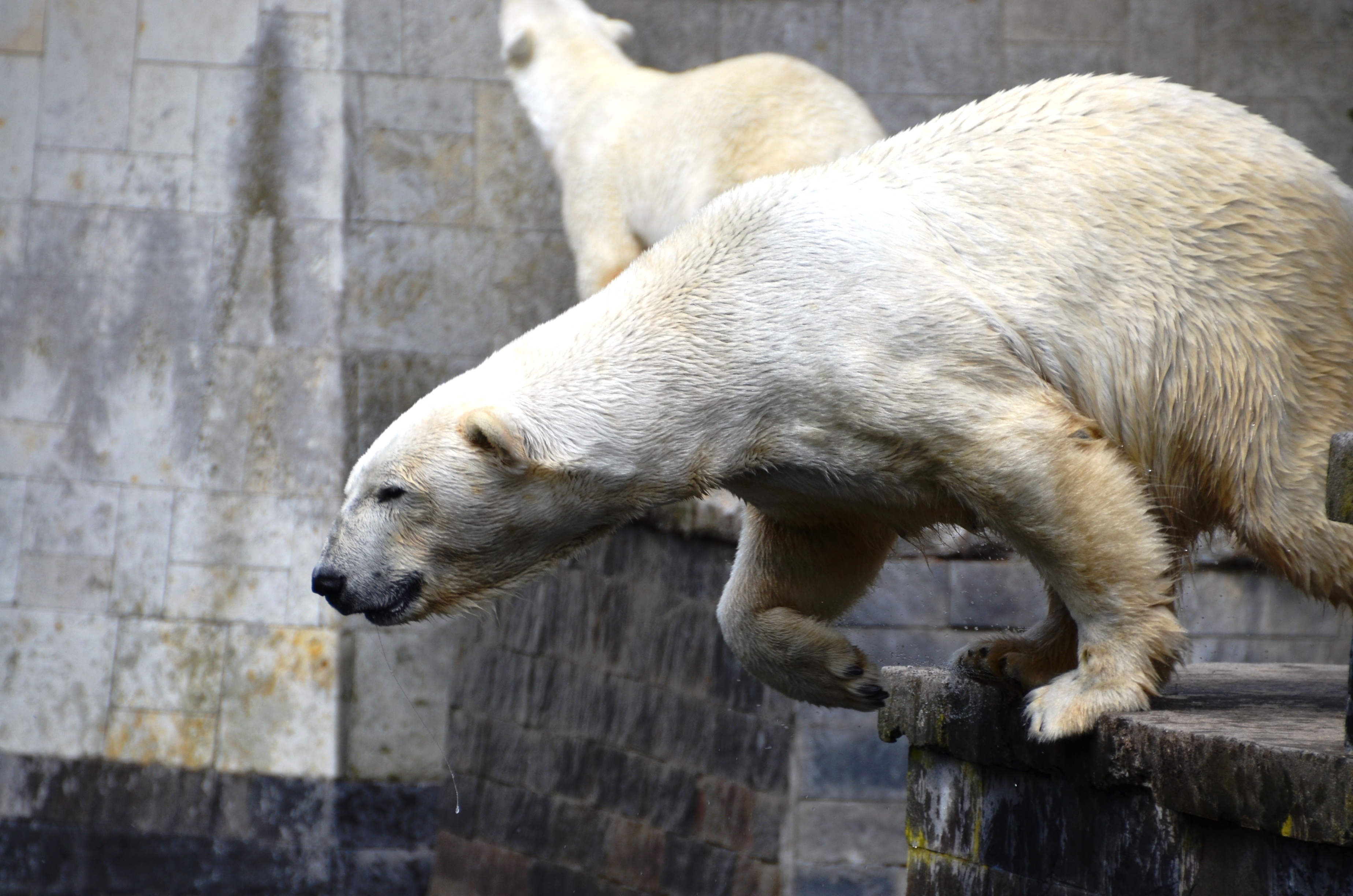 Polar-bear-359255