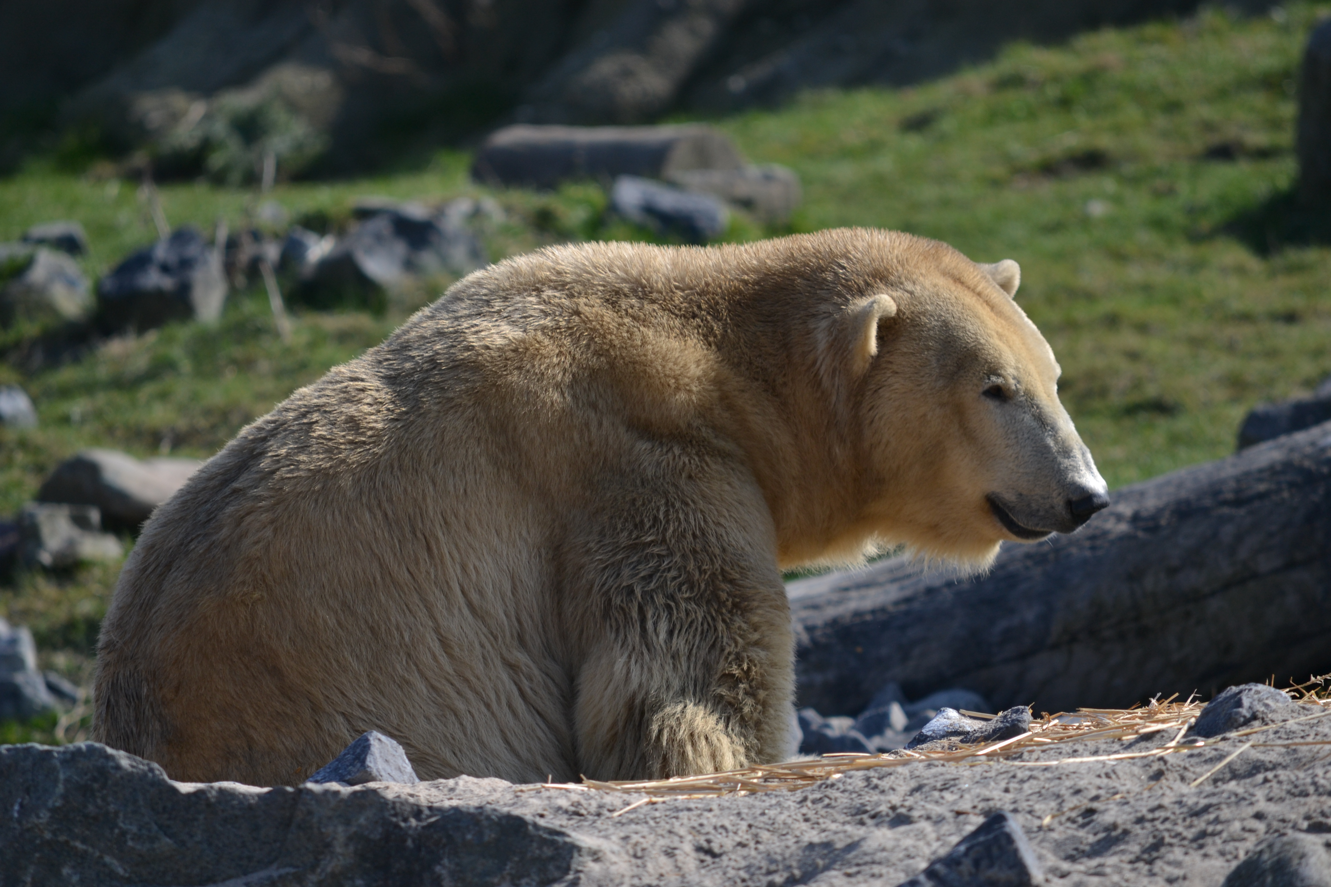 Polar bear aka Ursus maritimus