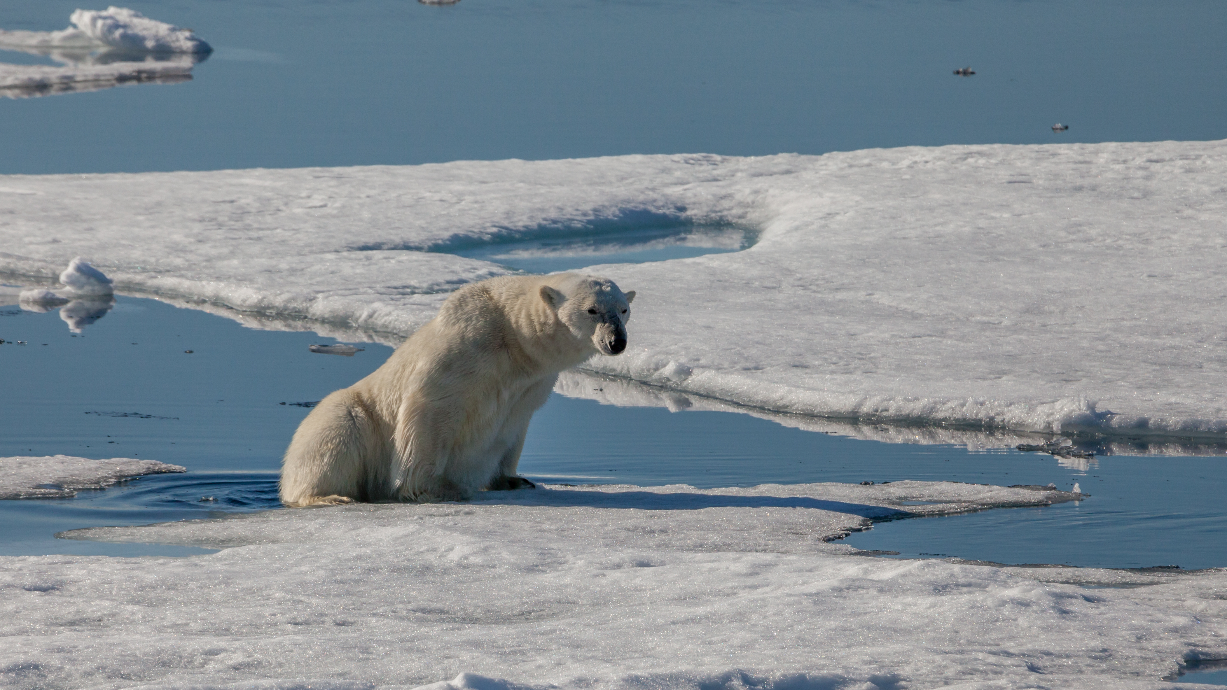 Polar bear silently stepping from an ice floe