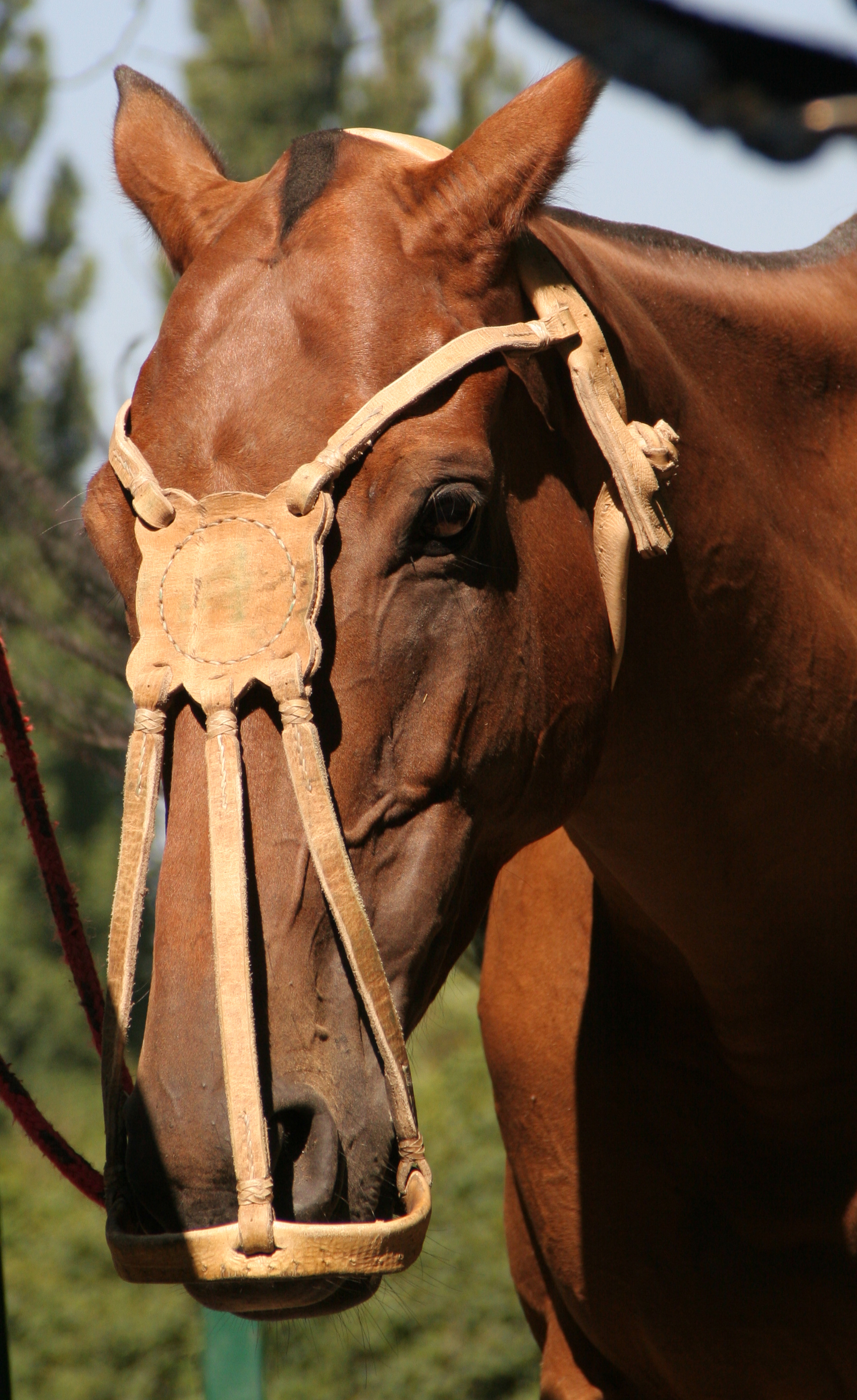 Polo argentinisches Halfter