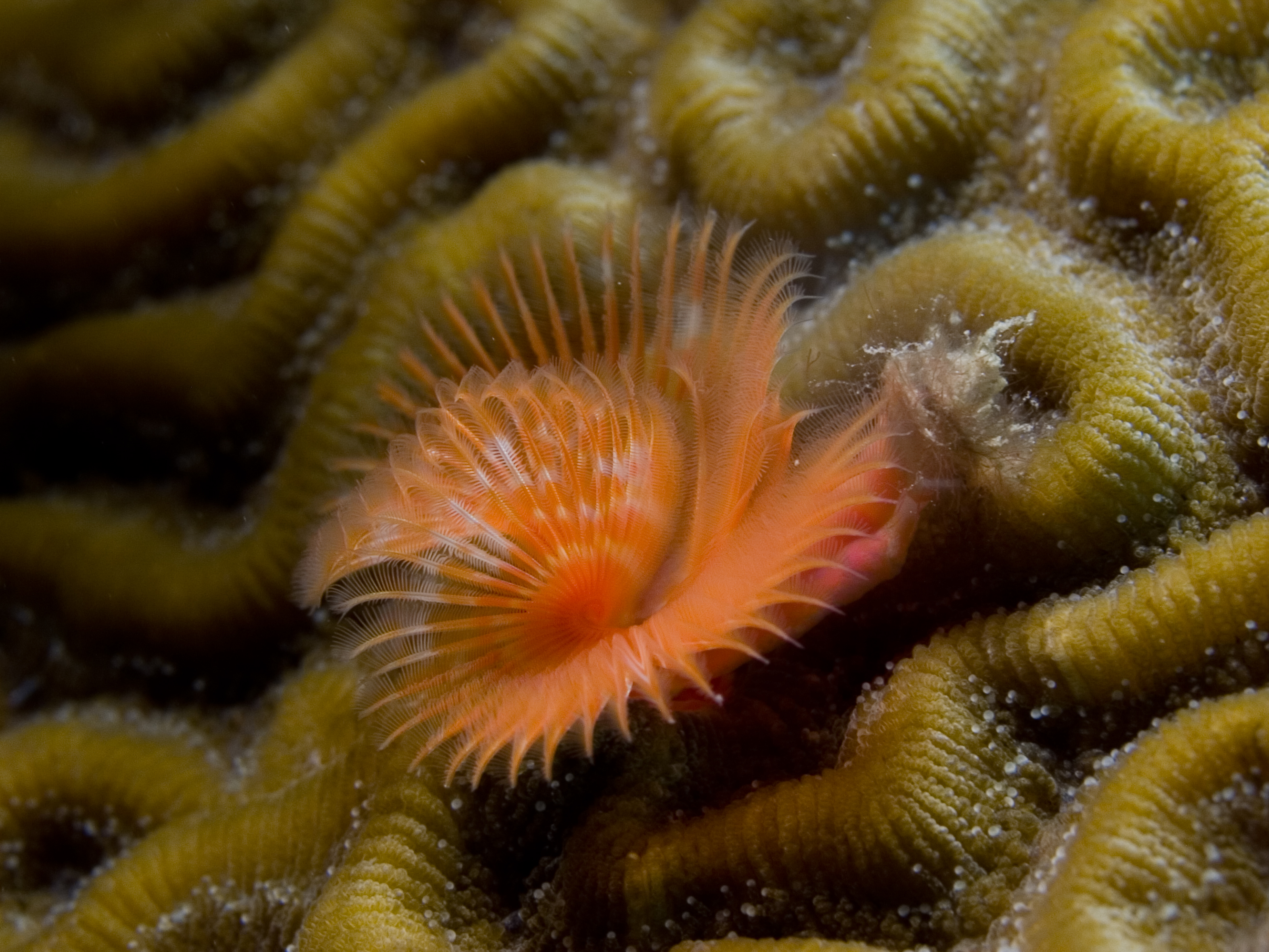 Pomatostegus stellatus (Star Horseshoe Worm) red variation