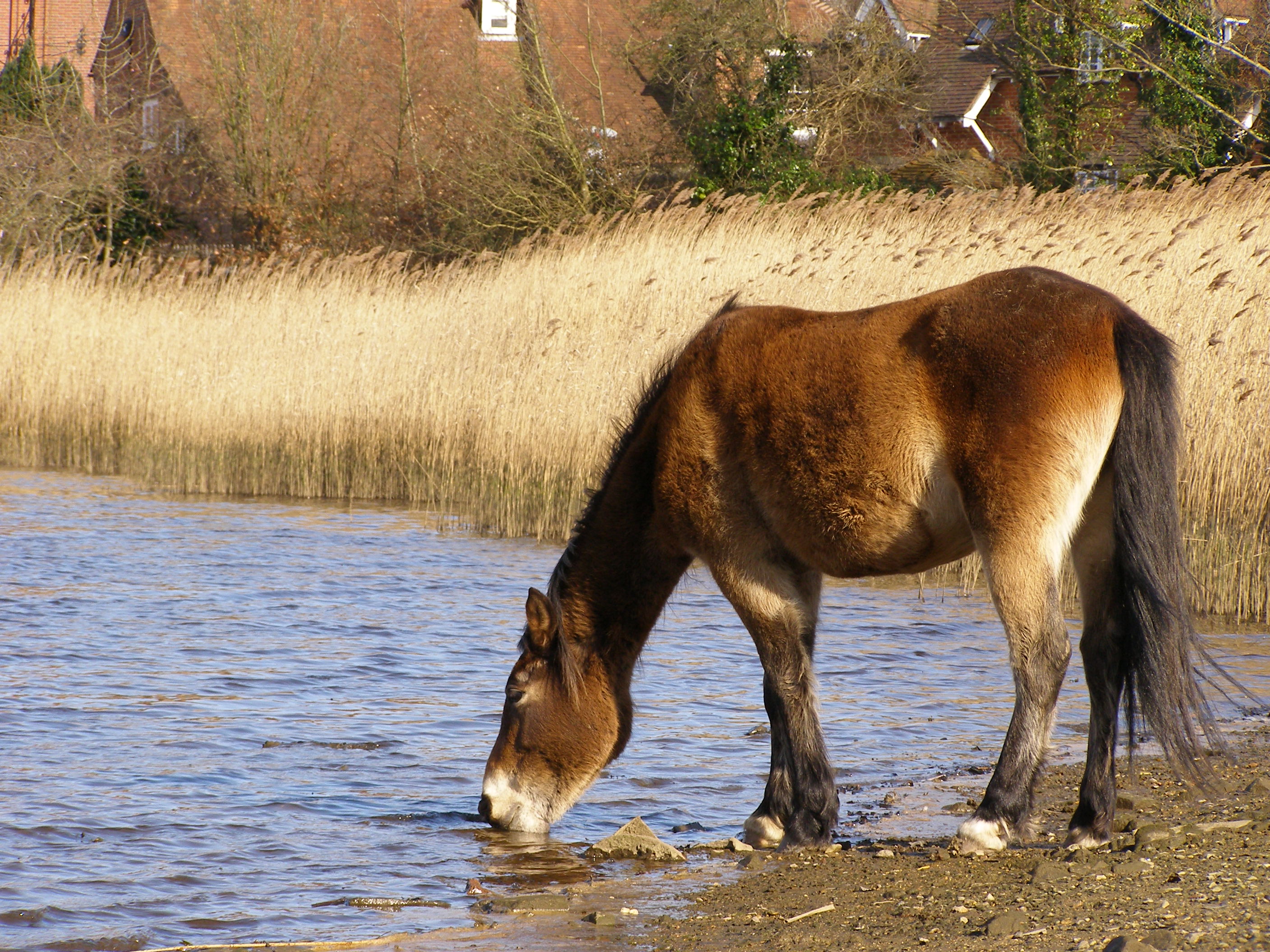 Pony drinking from the mill dam beaulieu