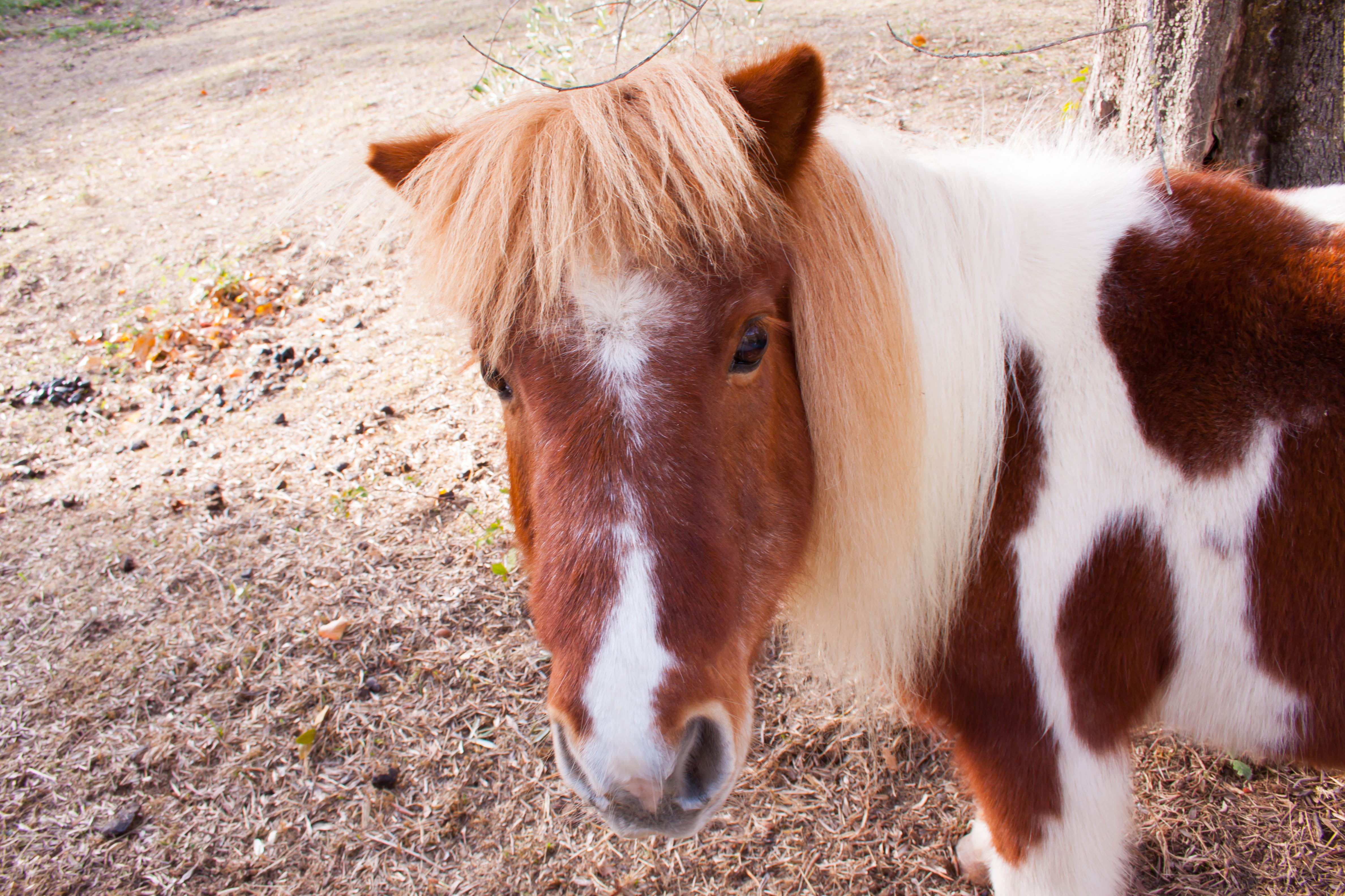 Pony Face