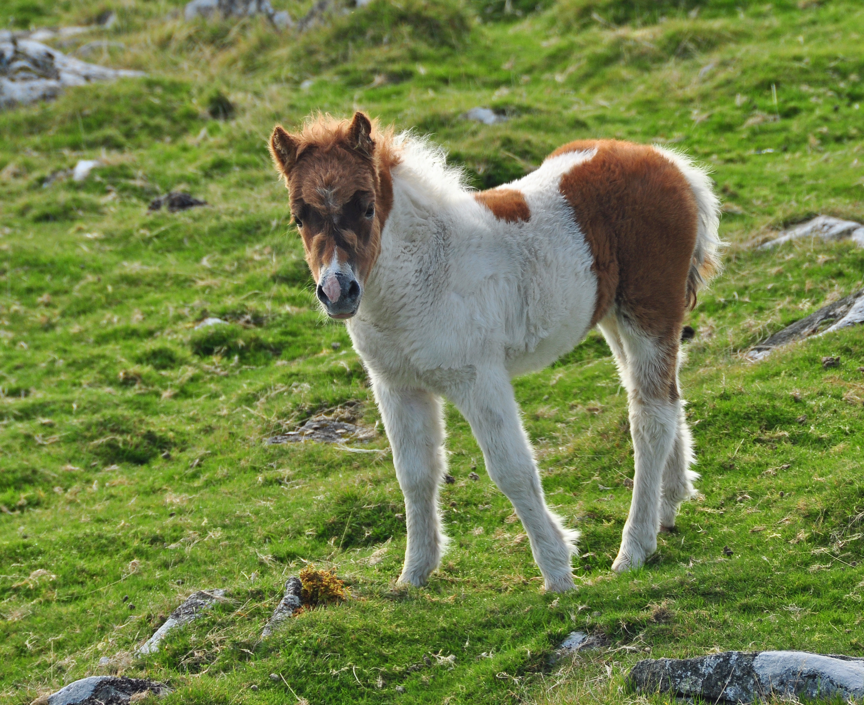 Pony foal on Cox Tor