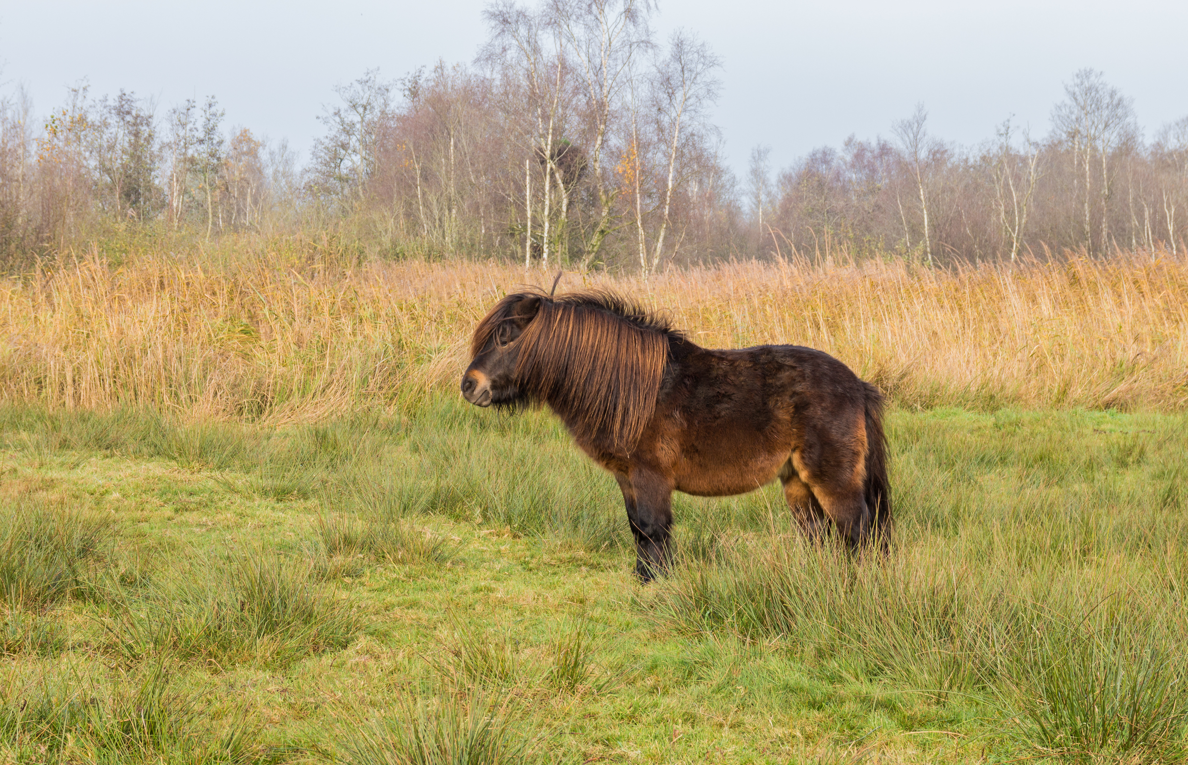 Pony’s helpen mee met het beheren van het 'It Wikelslân. Locatie, De Alde Feanen in Friesland 02