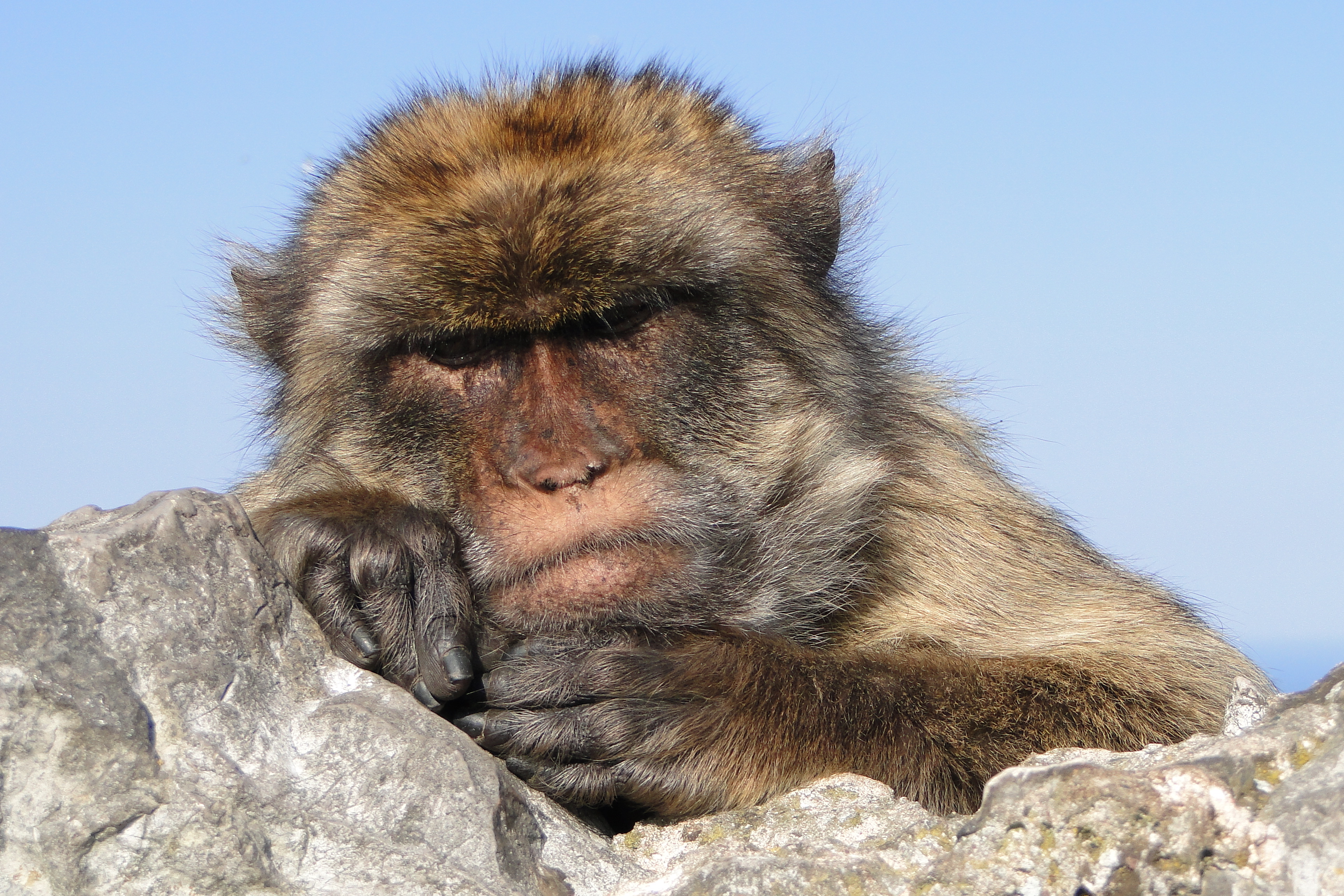 Portrait of Barbary Ape - Rock of Gibraltar - 02