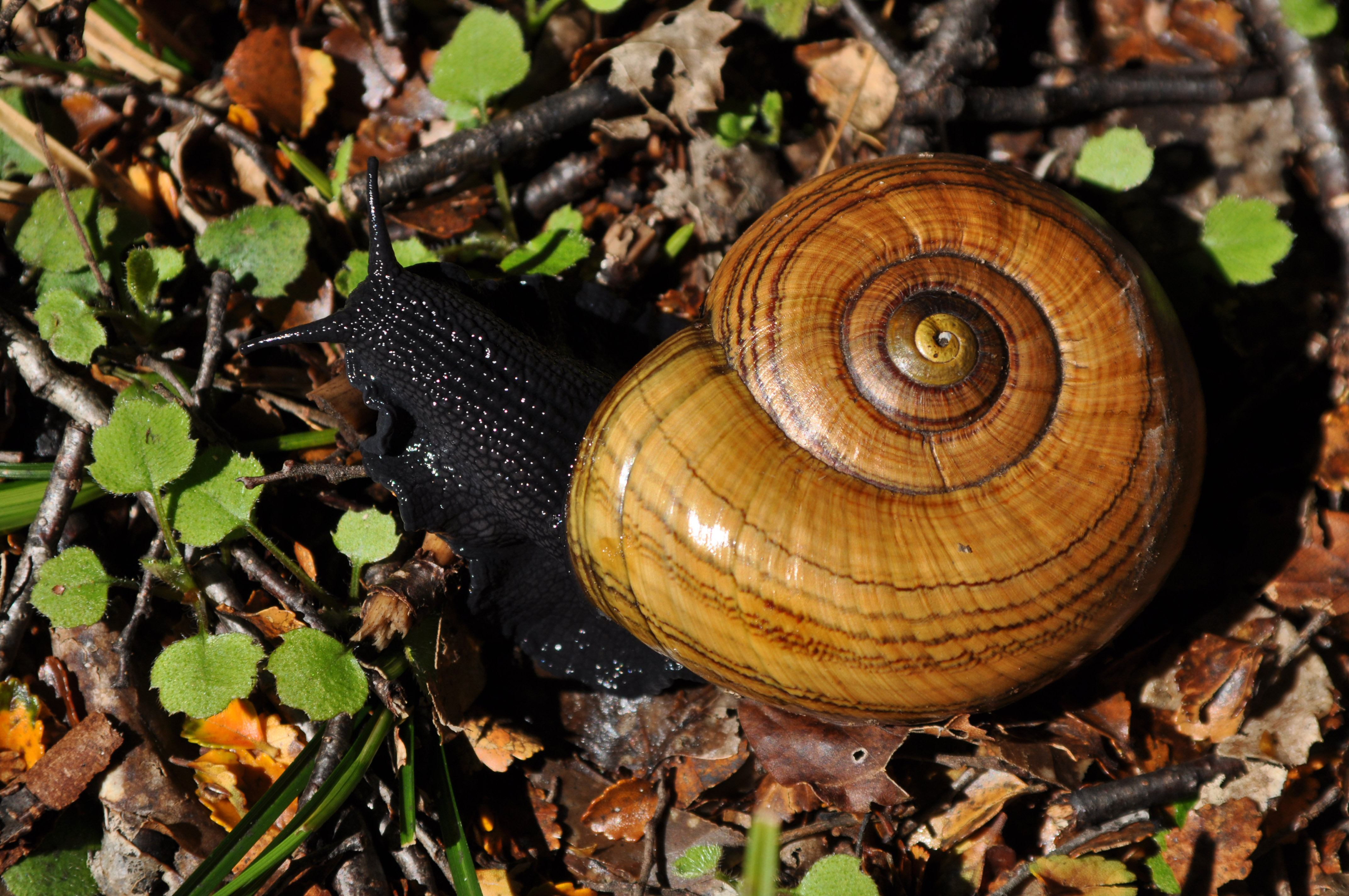 Powelliphanta hochstetteri hochstetteri DOC 2011
