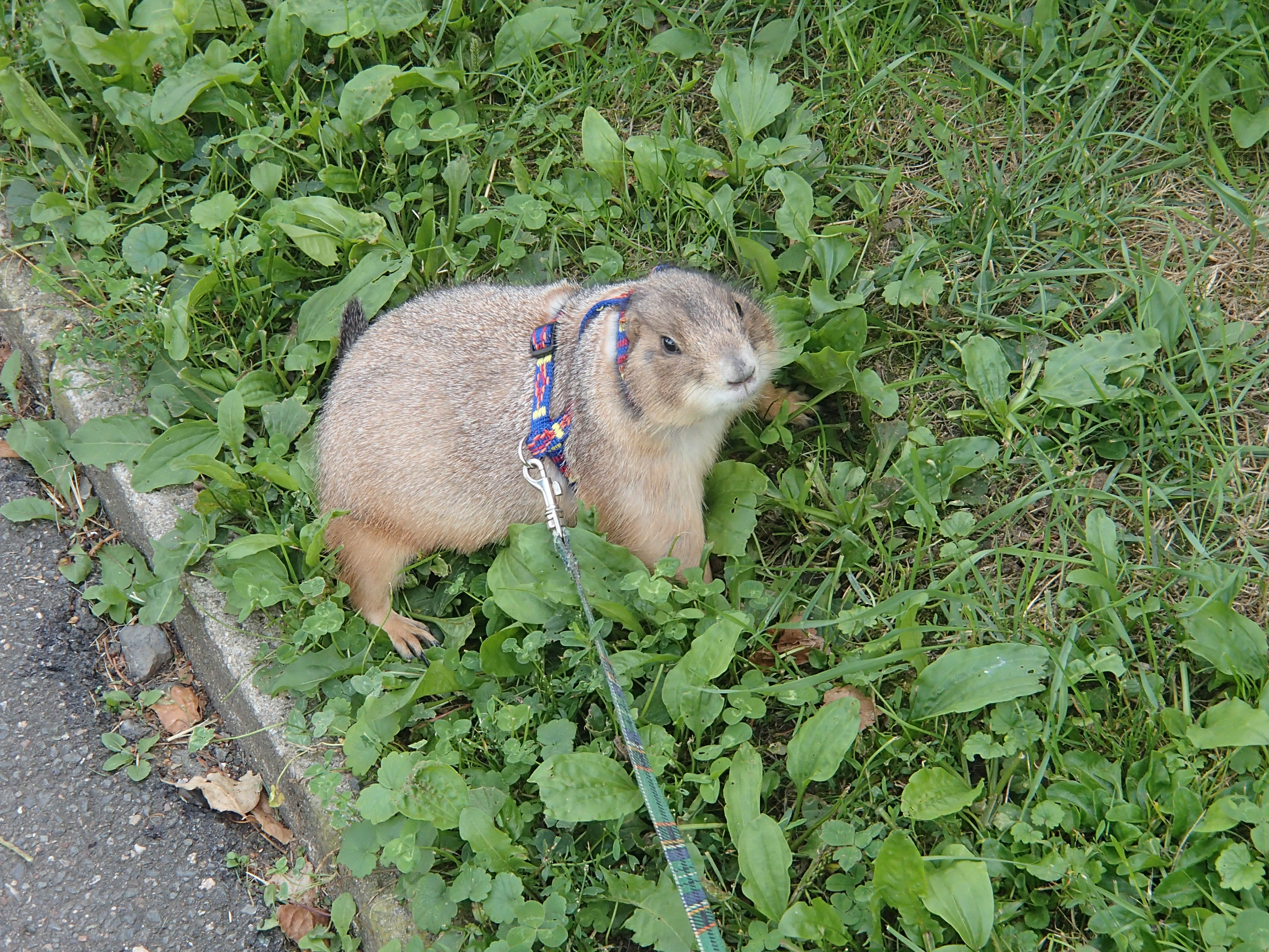 Prairie dog on a leash
