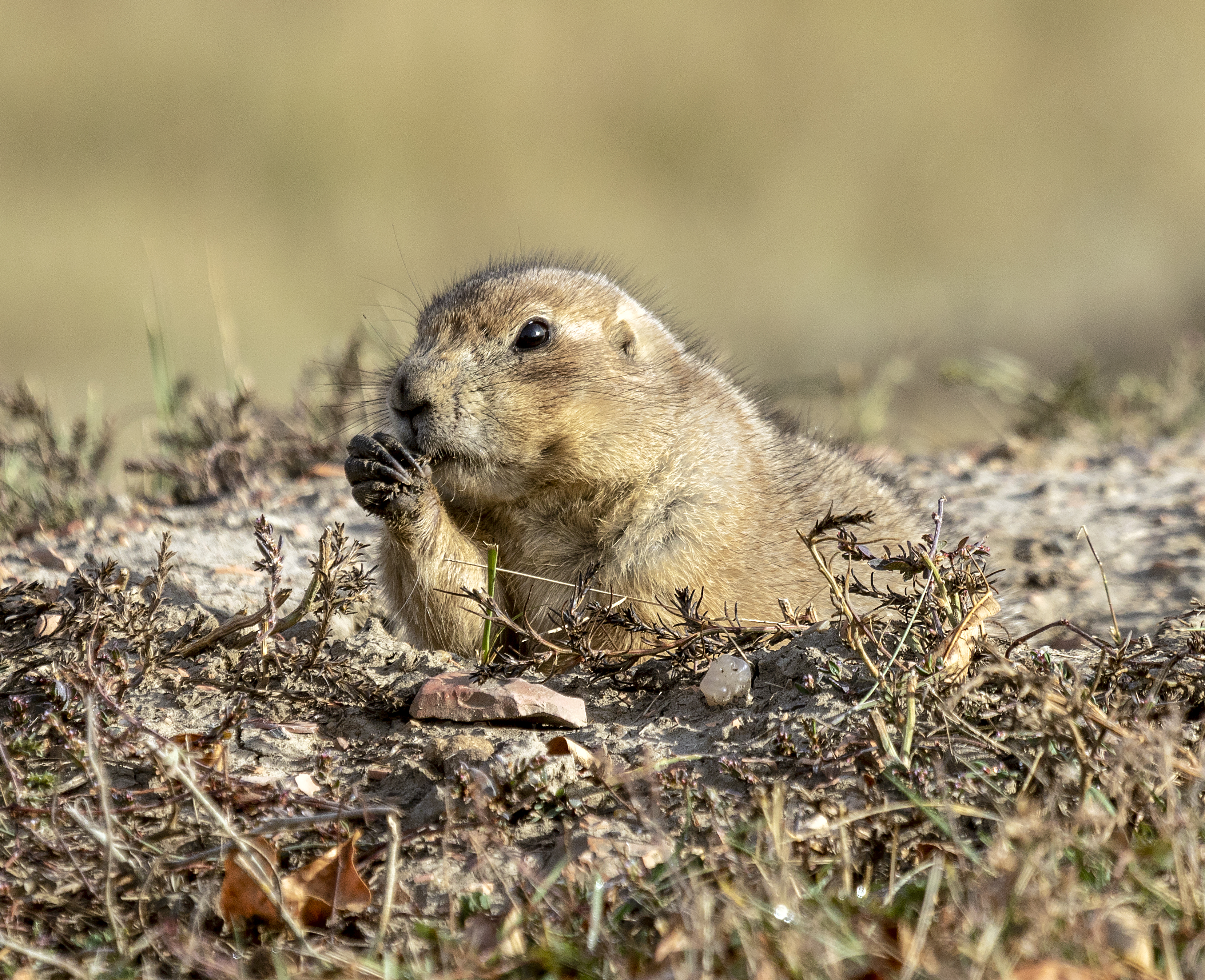 Prairie dog Theodore Roosevelt NP ND1