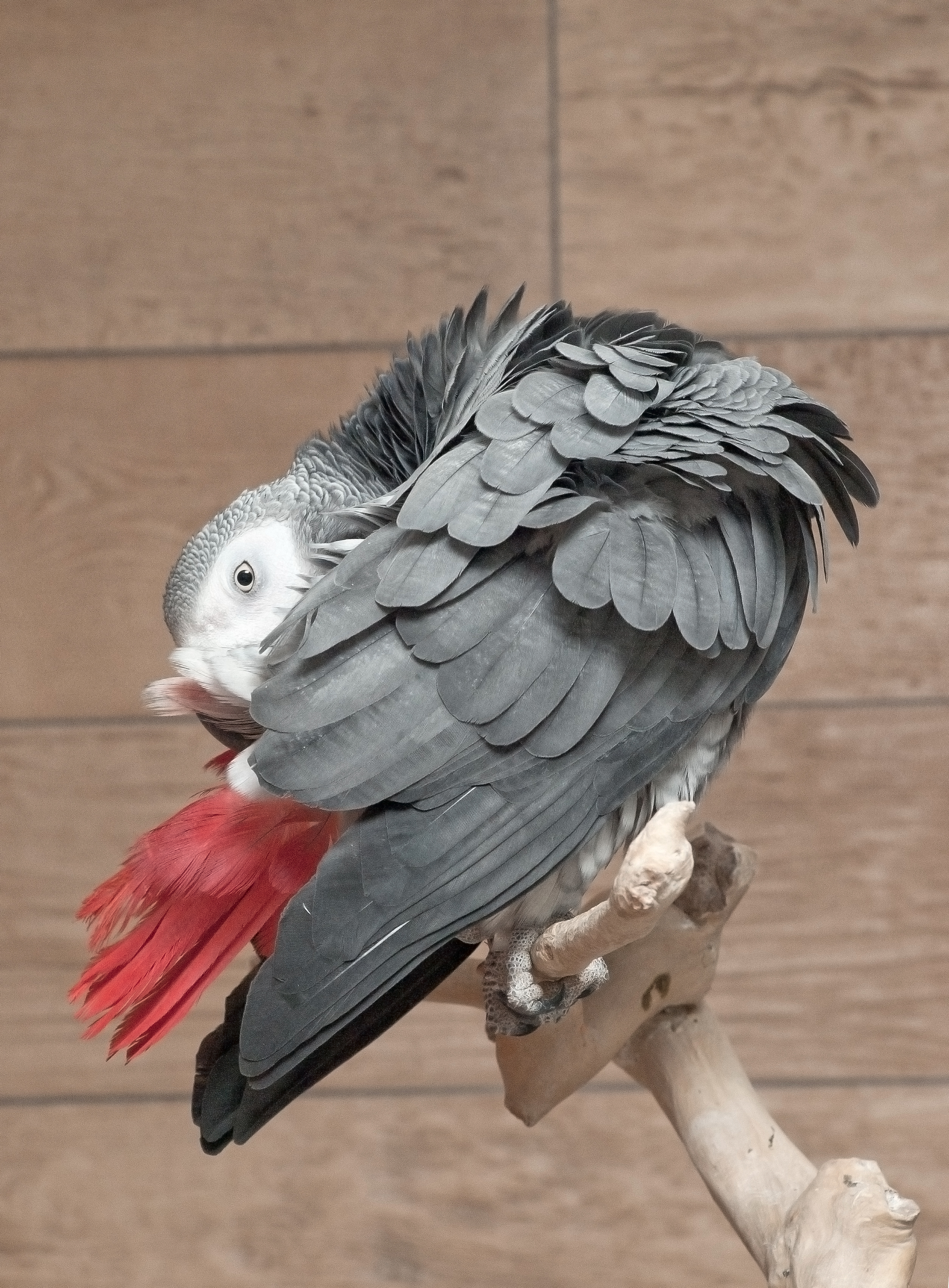 Preening psittacus erithacus parrot