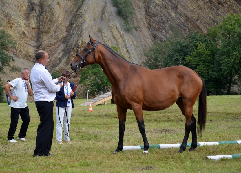 0.2014 Huzule auf dem Reitplatz im oberen Wislok-Tal in Rudawka Rymanowska