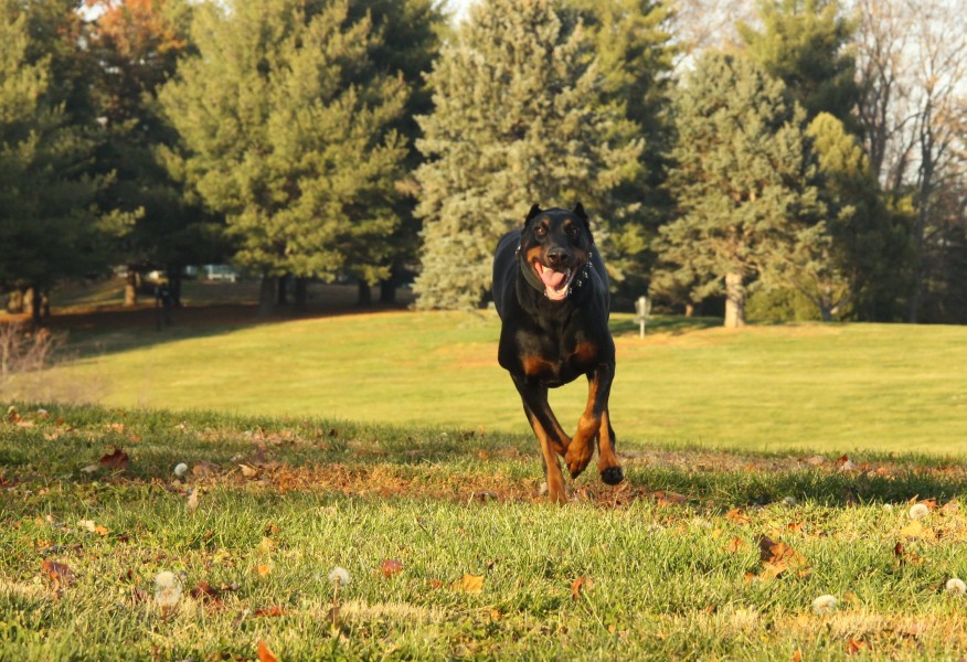 01 My Dobermann Kitty Running