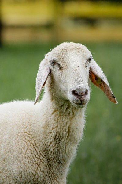 01 Ovis orientalis aries portrait