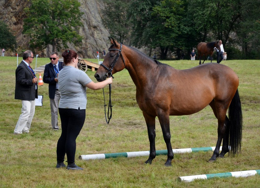 02014 Huzule auf dem Reitplatz im oberen Wislok-Tal in Rudawka Rymanowska