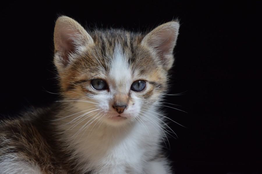 1-month-old kittens 32