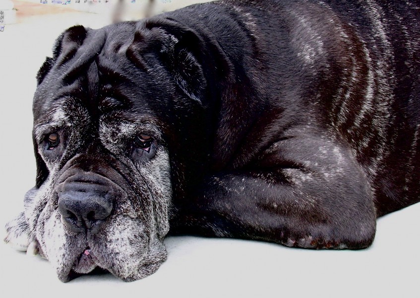 10 yr old Mastiff