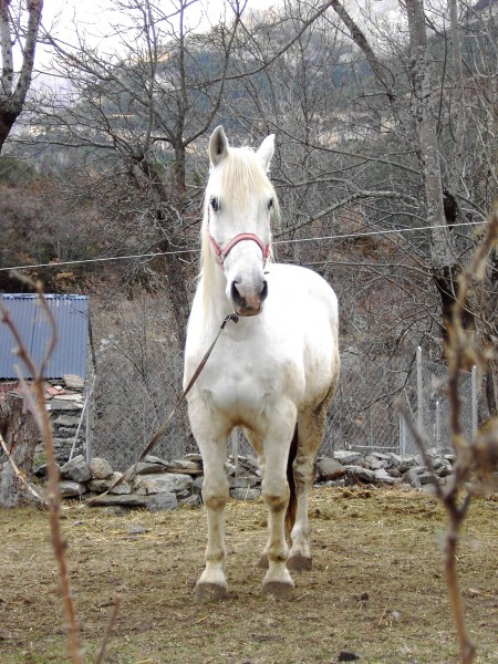 125.Caballo de labor en Escuaín