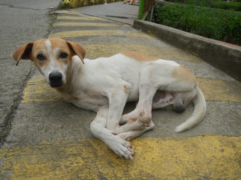 1365Dogs of Baliuag, Bulacan 18