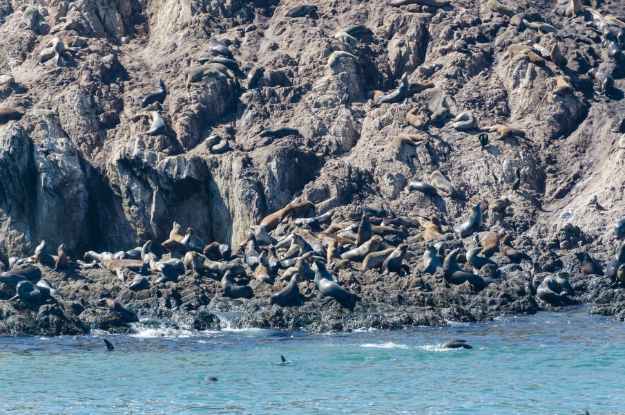 17-Mile Drive Bird Rock 02 2013