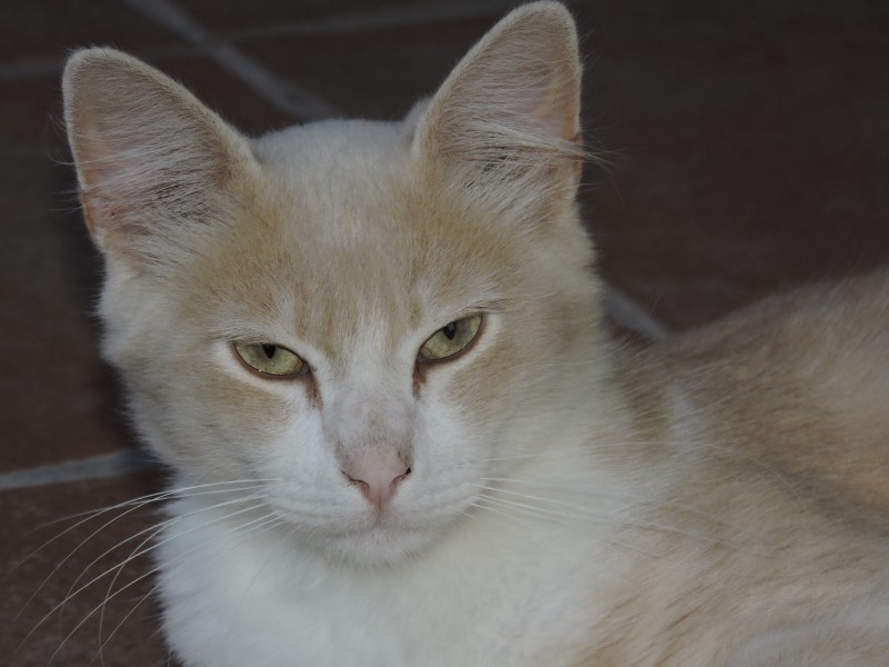 198gatto domestico
