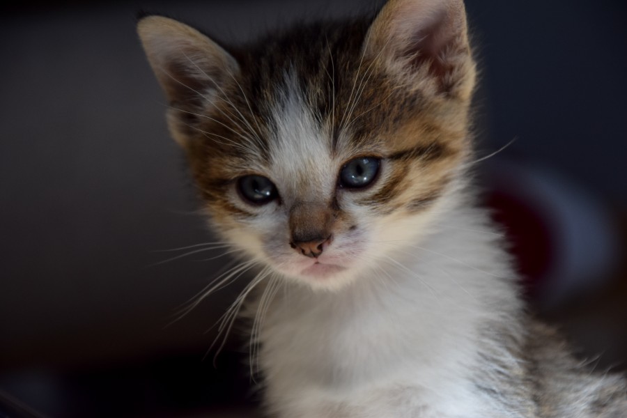 1-month-old kitten 40