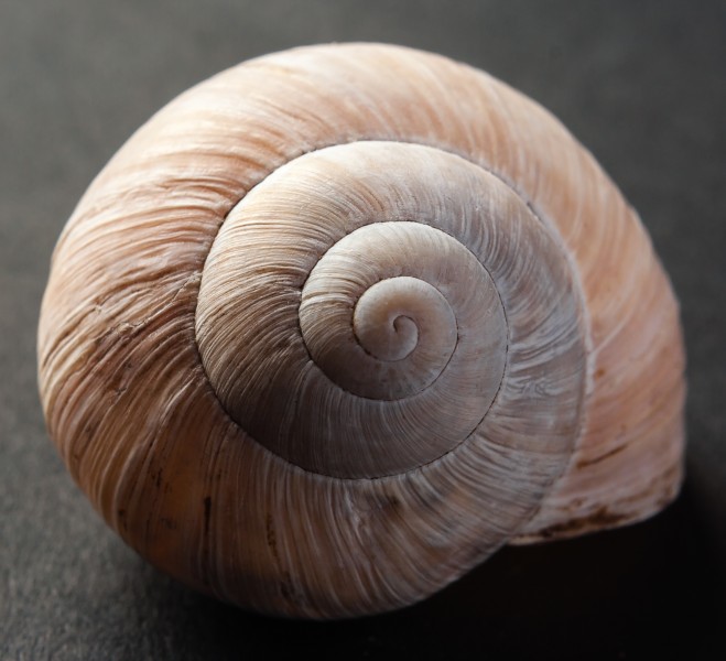 2007 10 28 020 Schneckengehäuse