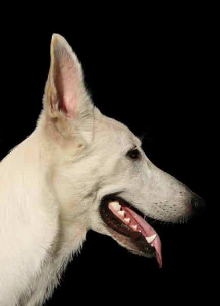 2008-08-12 White German Shepherd portrait (clean)