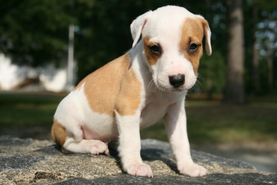 2009-08-16 Puppy at Duke East 1