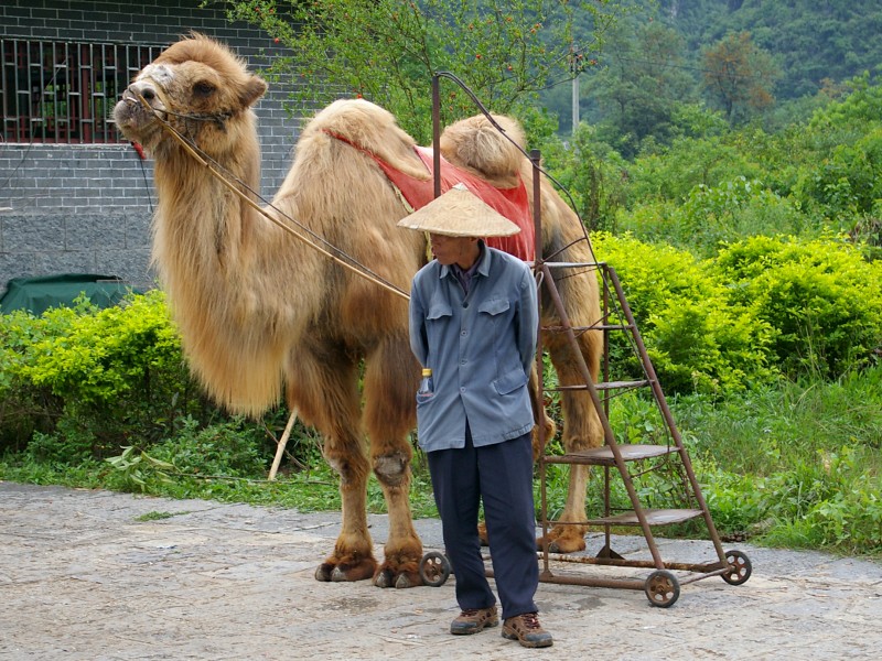 20090502 Yangshuo bactrian camel 6160
