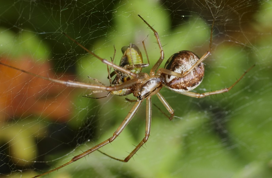 2012.10.20-17-Mannheim Vogelstang--Baldachinspinne-Linyphia Triangularis-Weibchen