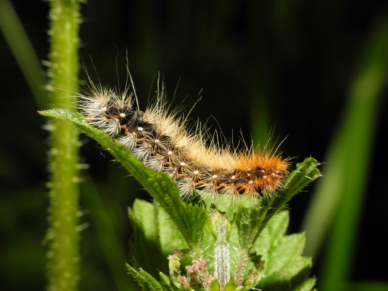 2013-06-07 20-53-17-caterpillar