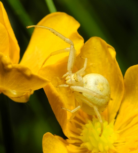 2013-06-07 21-14-27-thomisidae