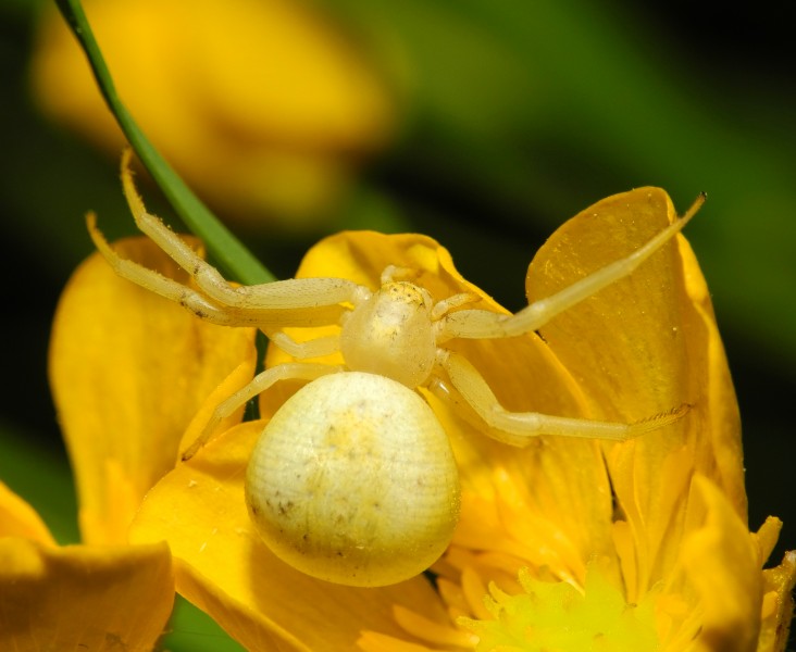 2013-06-07 21-19-22-thomisidae