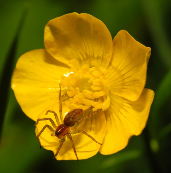 2013-06-09 16-33-08-spider