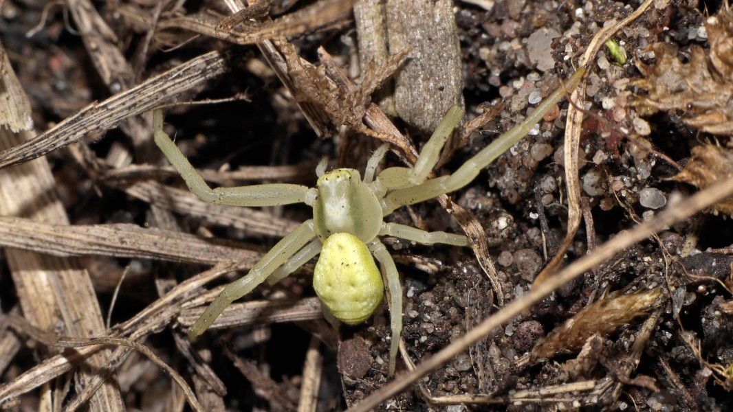 2013.04.17.-06-Kaefertaler Wald Mannheim-Misumena vatia-Weibchen