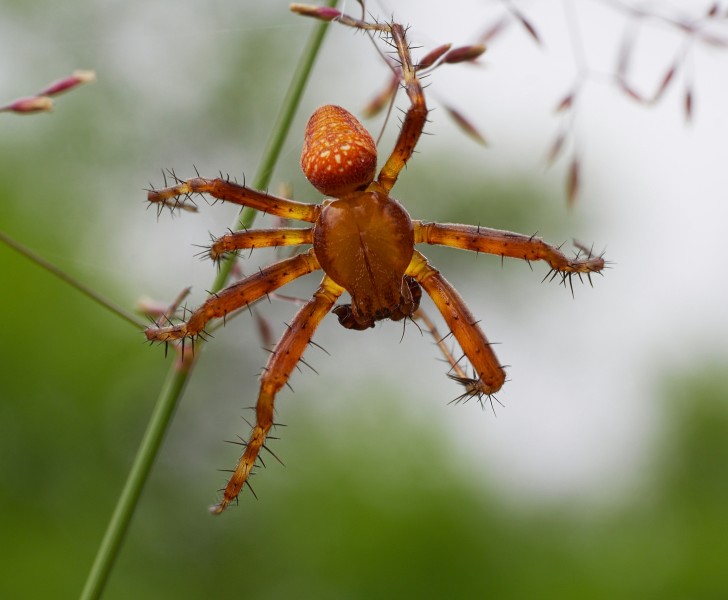 2013.07.01-14-Wustrow-Neu Drosedow-Erdbeerspinne-Maennchen