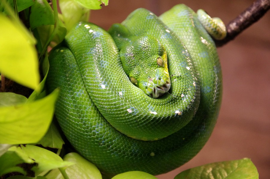 20130526 Morelia viridis 4900