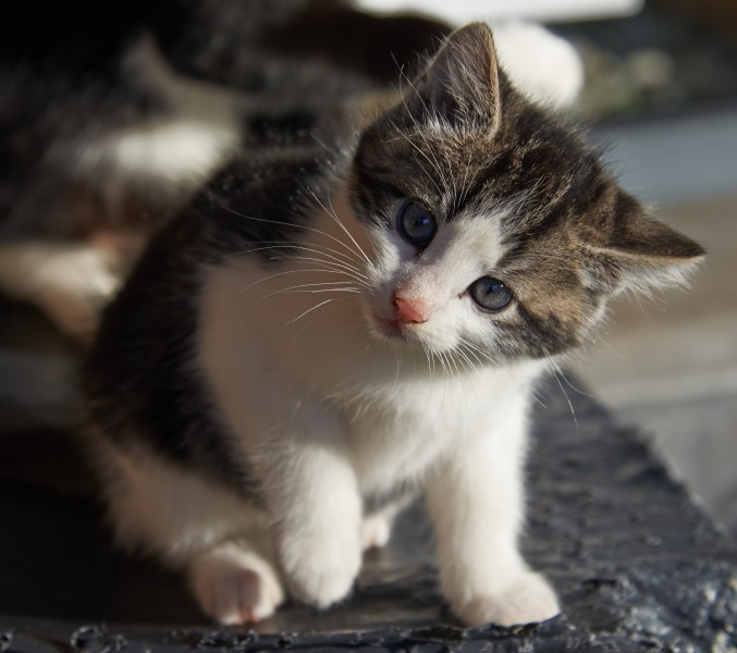 20131203 kitten B