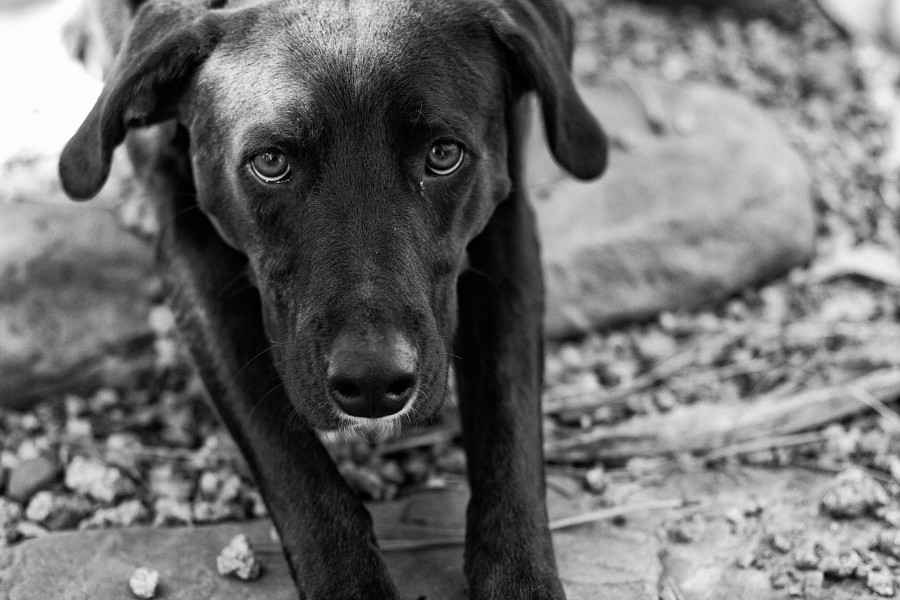 2013-365-49 How Can You Resist These Eyes? (8487359549)