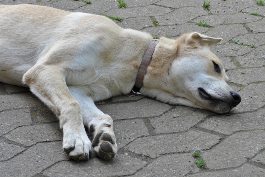 2014 Dog relaxing on a hot summer day