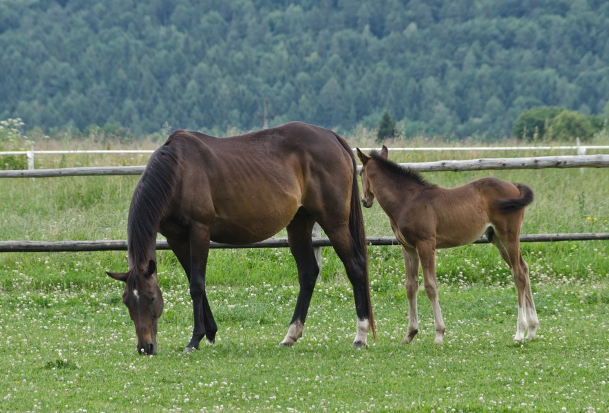 2014 Klacz i źrebak 02