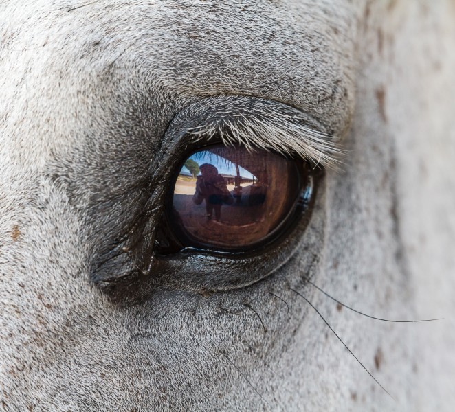 2015 06 26 003 Auge